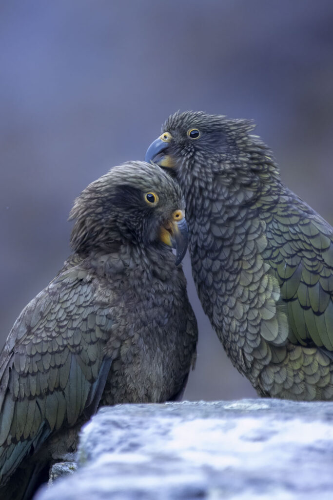 kea calin de kea